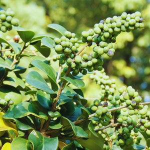 Guggul