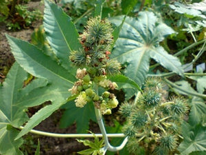 Eranda